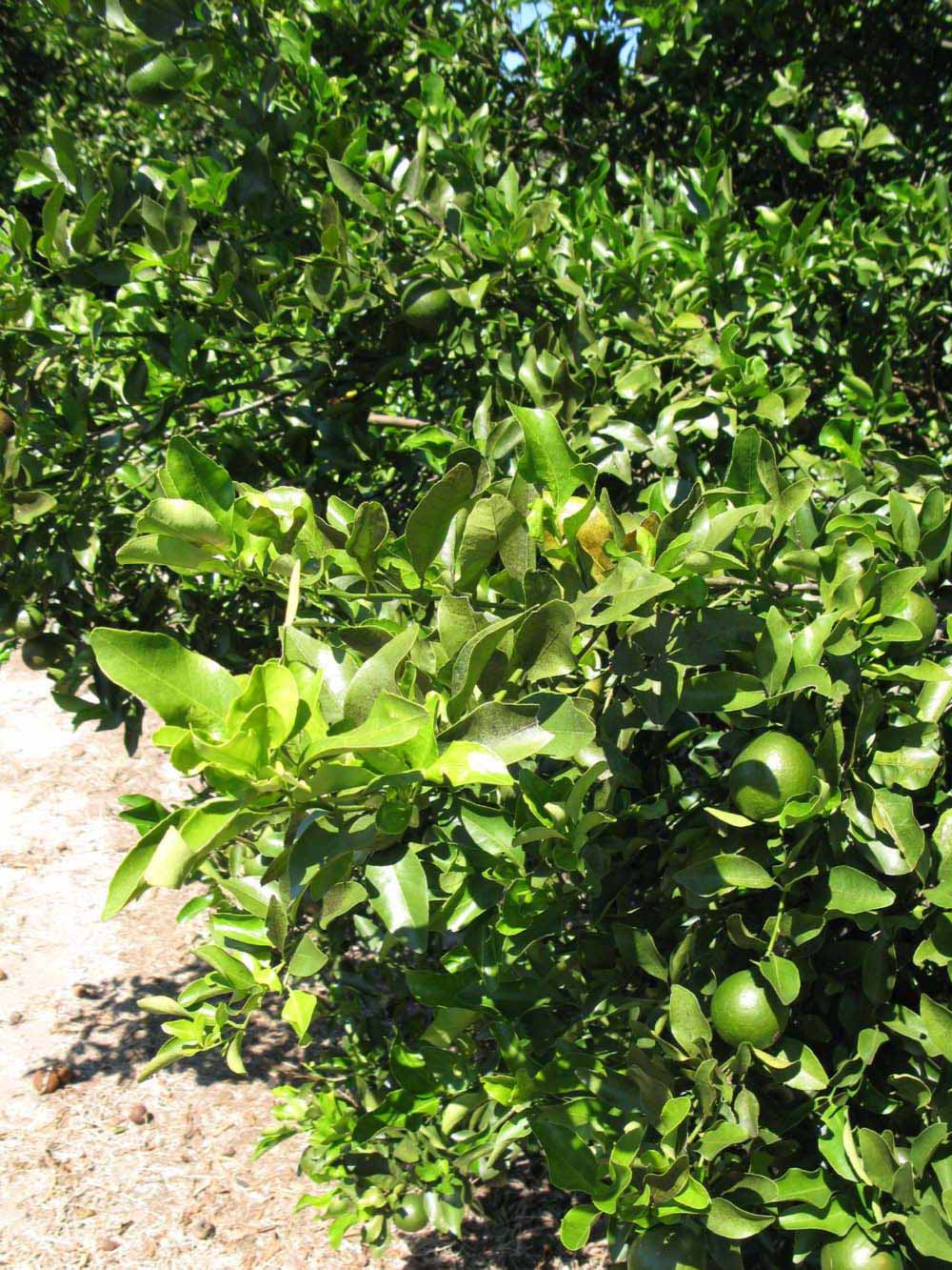              Sun leaves (Winter Haven, FL)       